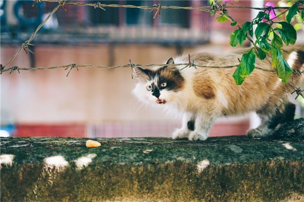 梦见野猫很凶的要攻击我