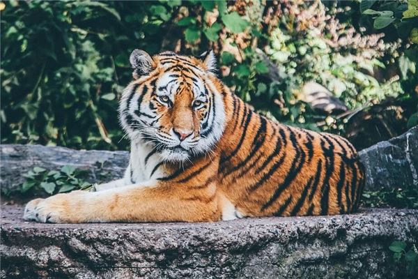 做梦梦见老虎是什么意思