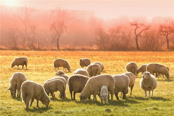 女人梦见被羊追顶