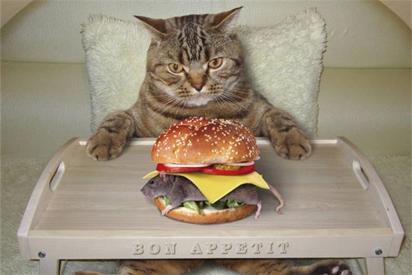 梦见猫和老鼠什么意思