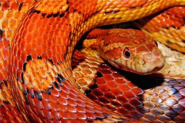 梦见老鼠钻进裤腿里是什么意思