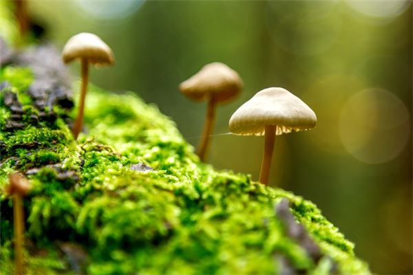 梦见磨茹什么意思