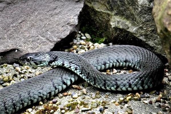 已婚女人梦见蓝色的蛇