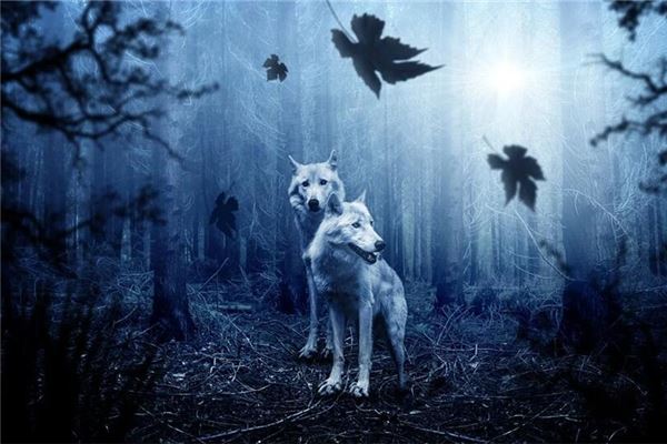 梦见狼