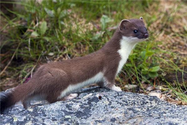 梦见黄鼠狼咬自己