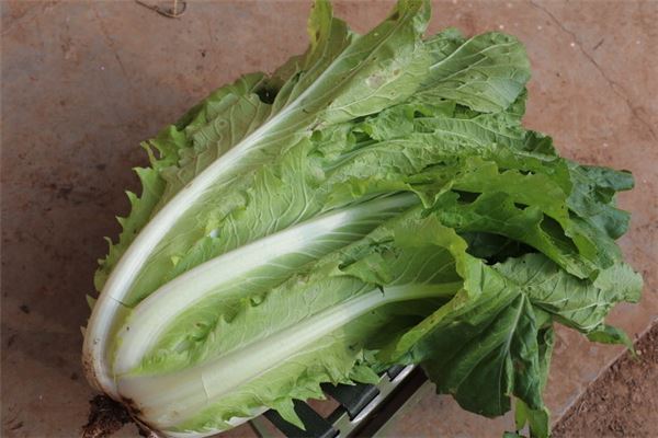 已婚女人梦见绿色白菜