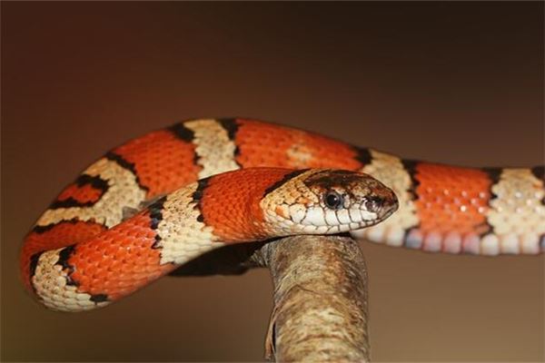 女人梦见自己用手掐死一条蛇