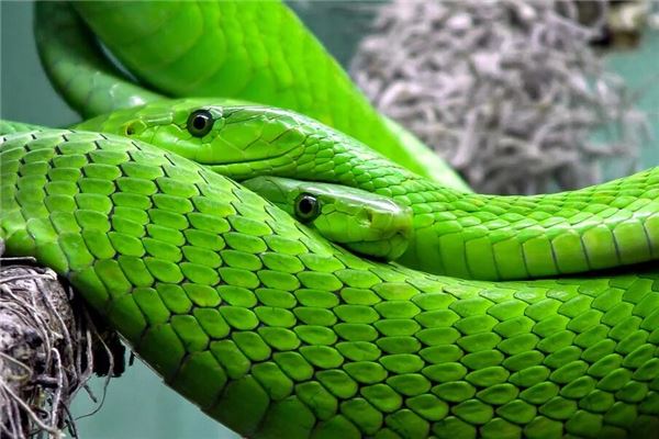 女人梦见把蛇赶跑预示着什么