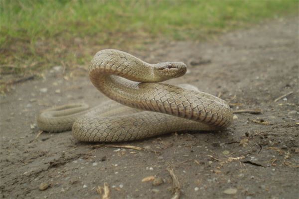 男人梦见被蛇咬了惊醒