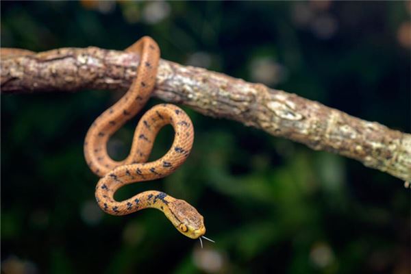 梦见被蛇咬了是什么征兆男人