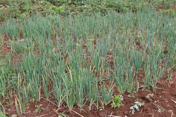 女人梦见葱长得很茂盛