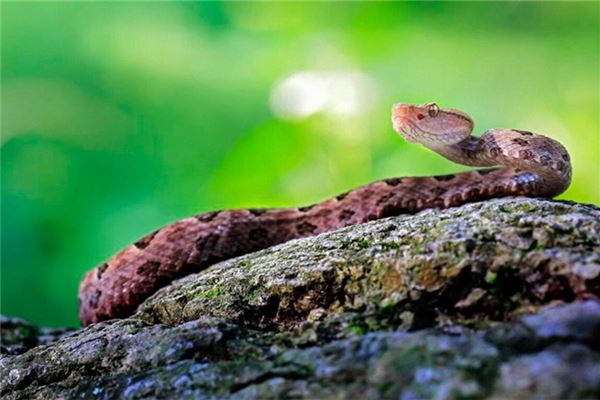 梦见到处都是蛇