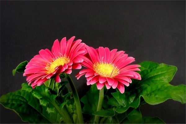 已婚女人梦见漂亮的花