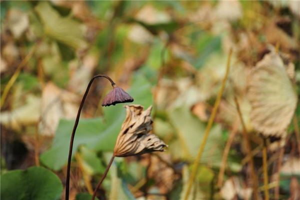 女人梦见绿色植物蔫了
