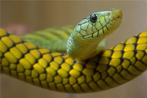 男人梦见蛇爬上身