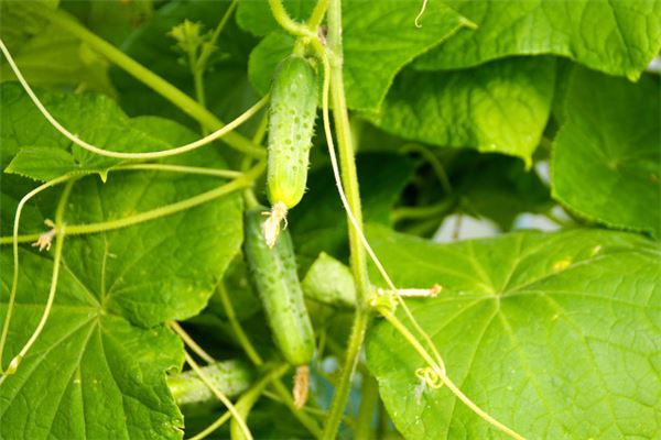 梦到摘黄瓜是什么意思周公解梦