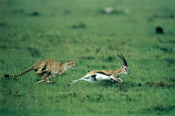 梦见追逐、追赶